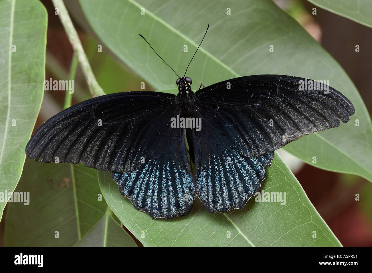 Swallowtail Butterfly Papilio rumanzovia Ritterfalter Stock Photo