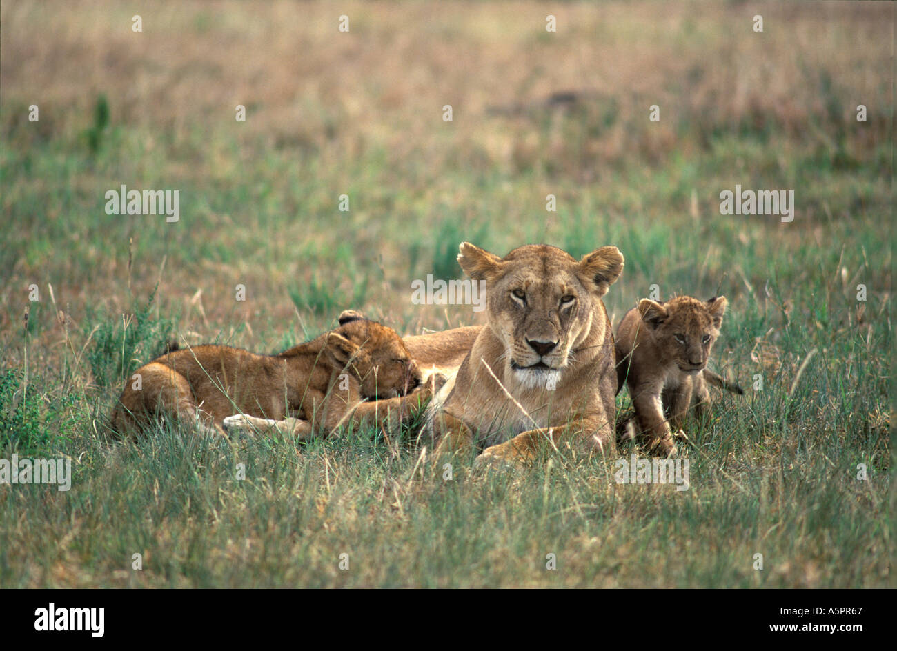 Playful lioness panthera leo hi-res stock photography and images - Alamy