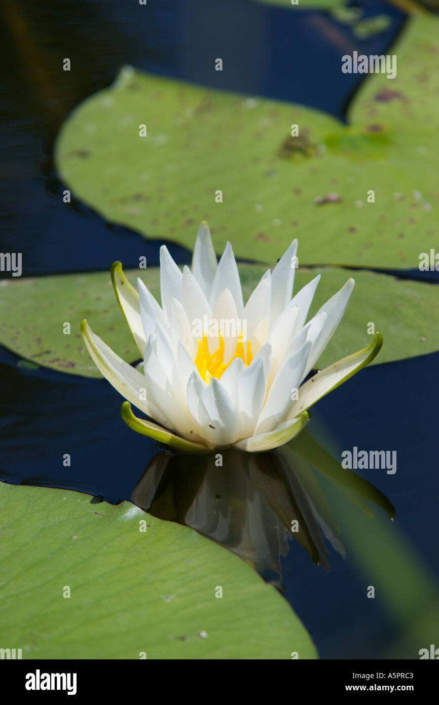 Water lily at wetland marsh in Central Florida USA Stock Photo Alamy