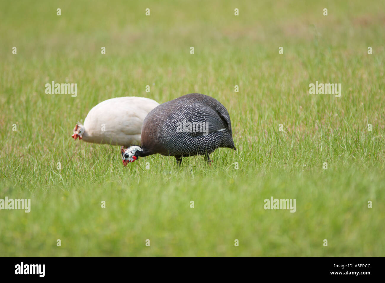 Bird eating ticks hires stock photography and images Alamy