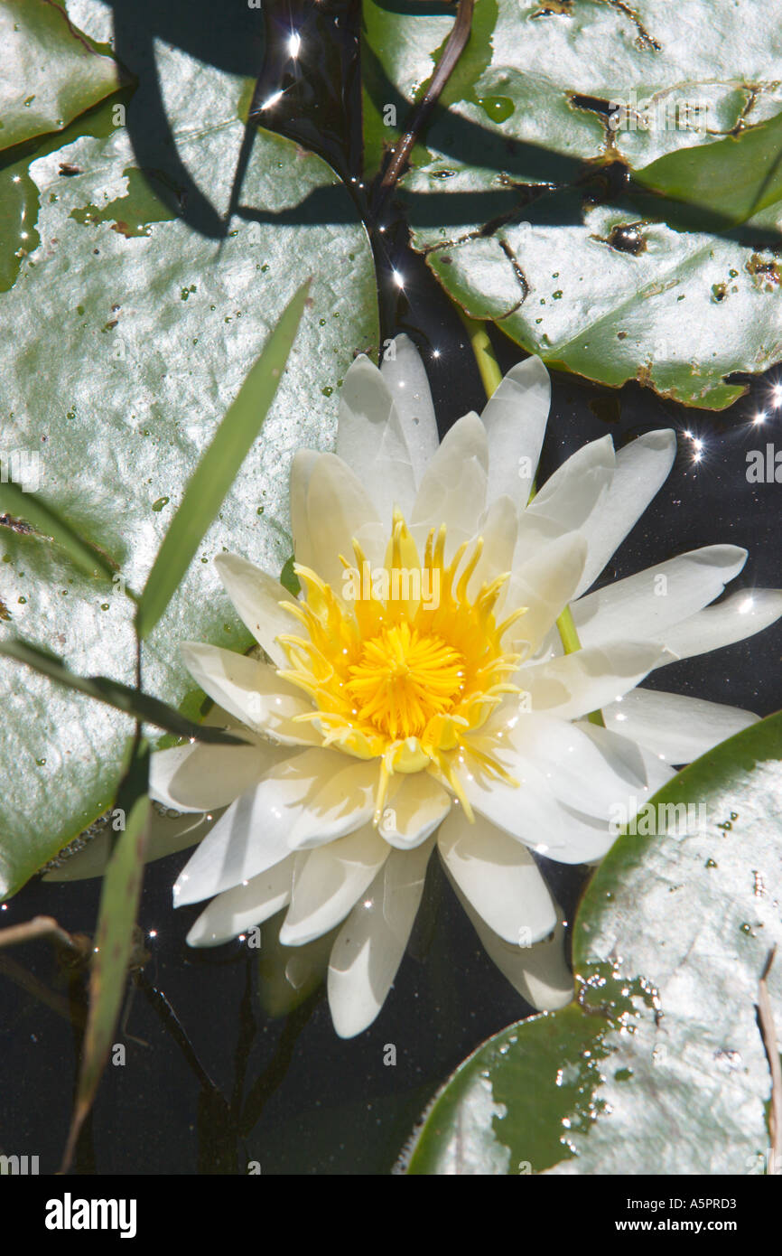 Water lily at wetland marsh in Central Florida USA Stock Photo Alamy