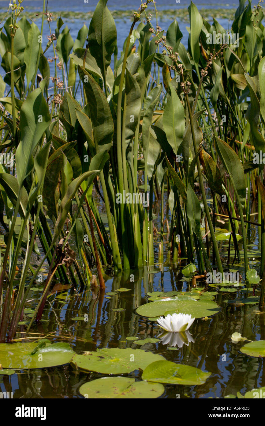 Water lily and Pickerel Weed at wetland marsh in Central Florida USA