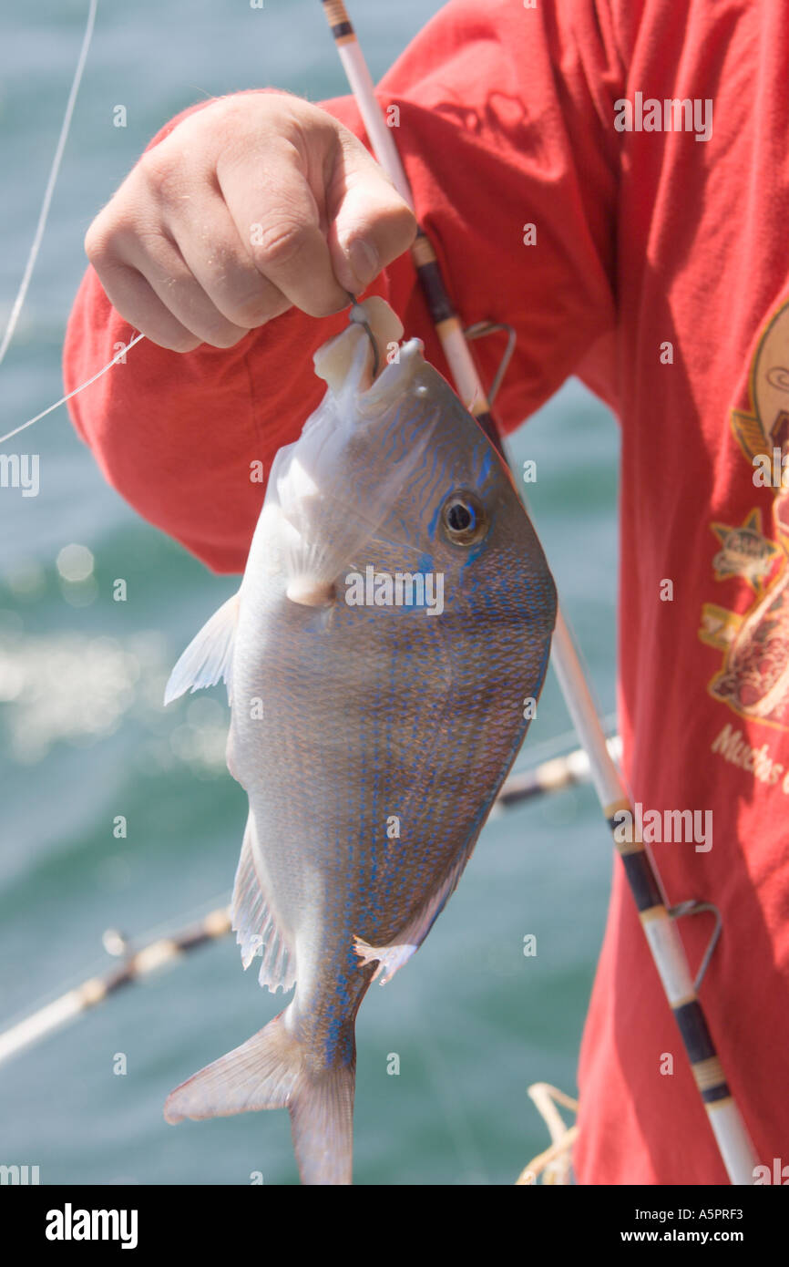 Fish caught during offshore fishing trip on charter boat out of Tarpon Springs Florida USA in Gulf of Mexico Stock Photo