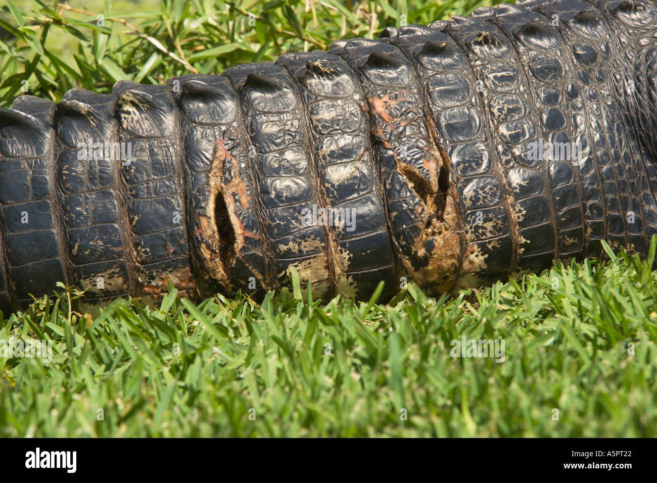Injured American alligator basking in the sun on bank of lake in Central Florida USA Stock Photo