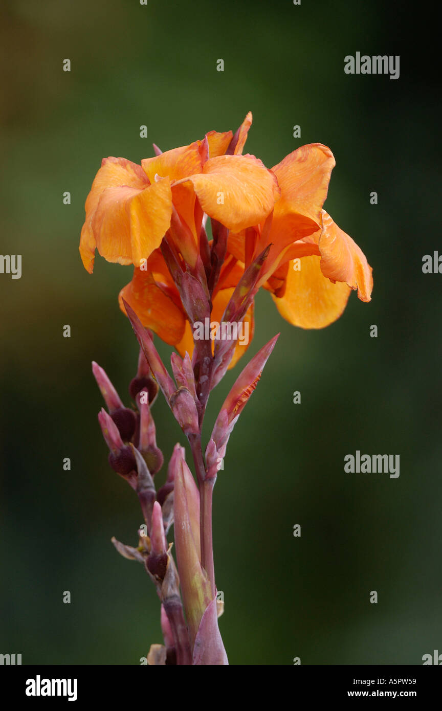 Canna Canna indica Indisches Blumenrohr Blumenrohrgewaechse Cannaceae Stock Photo