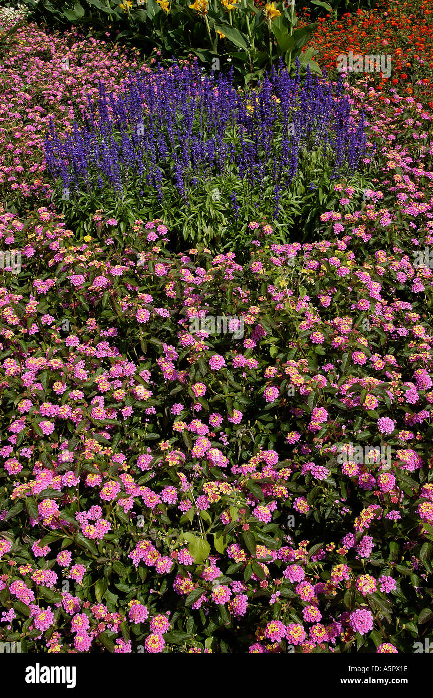 Page 2 Salbei Blume High Resolution Stock Photography And Images Alamy