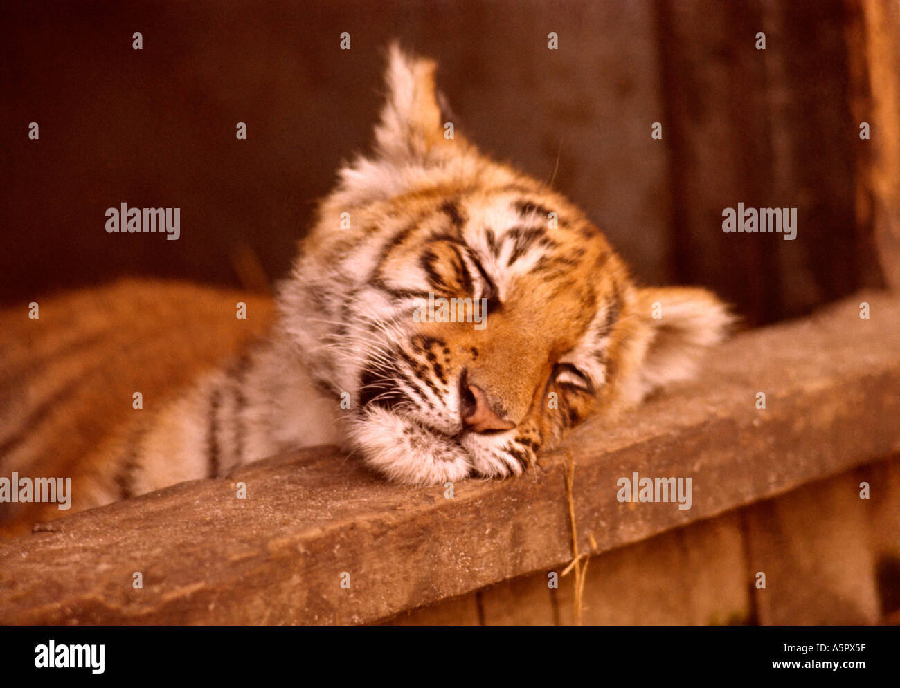 Tigercub sleeping in Copenhagen Zoo Stock Photo