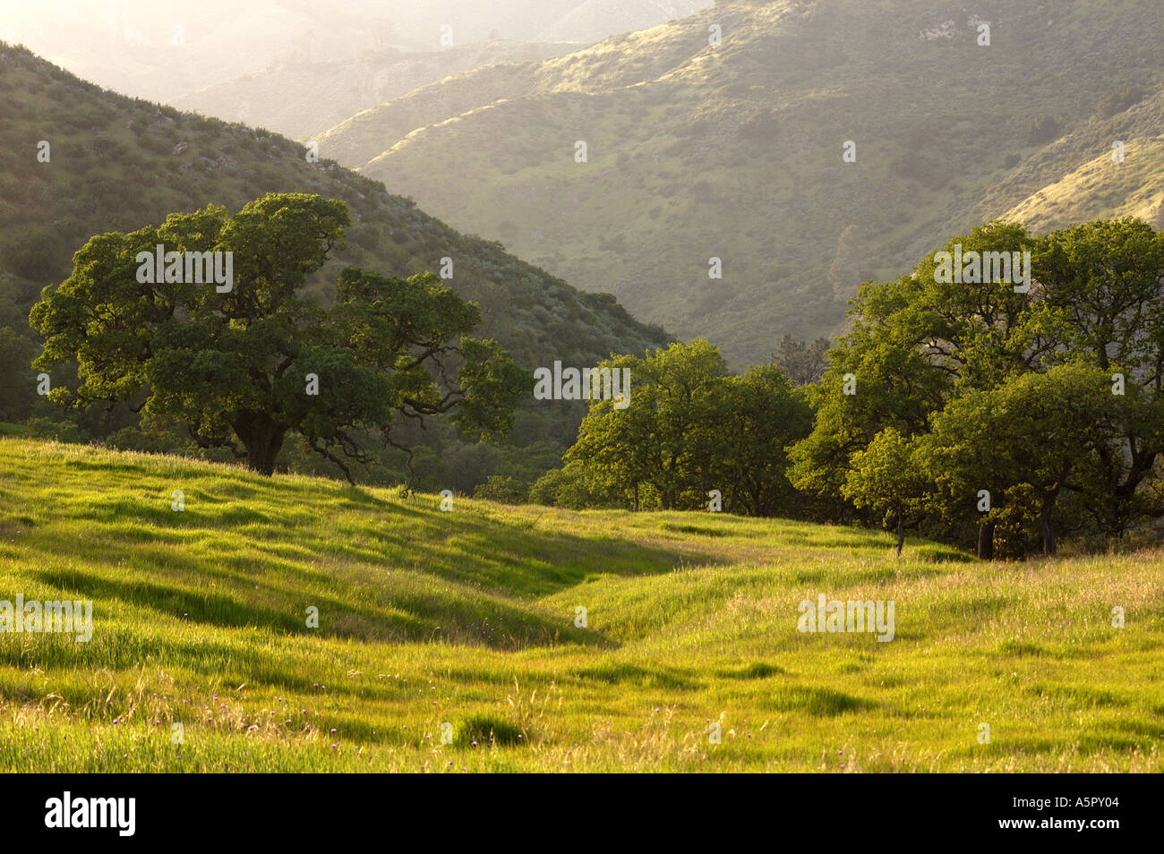 Los Padres National Forest Stock Photo Alamy