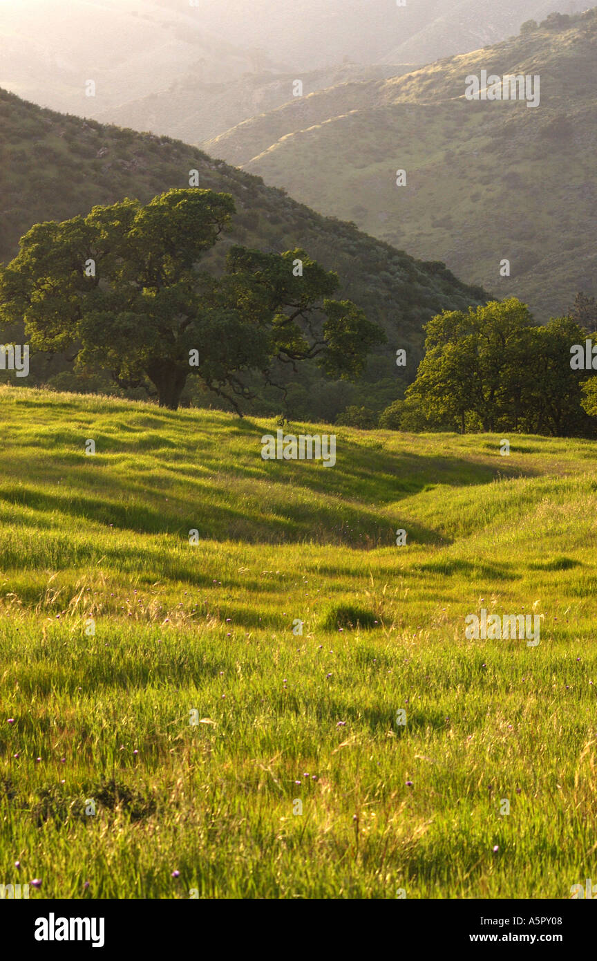 Los Padres National Forest Stock Photo Alamy