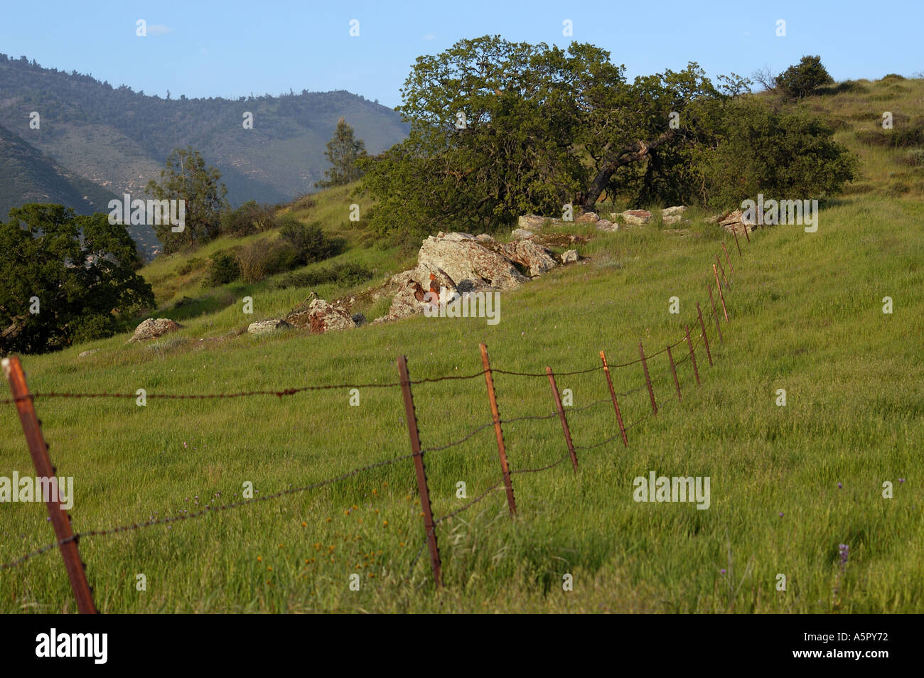 Los Padres National Forest Stock Photo Alamy