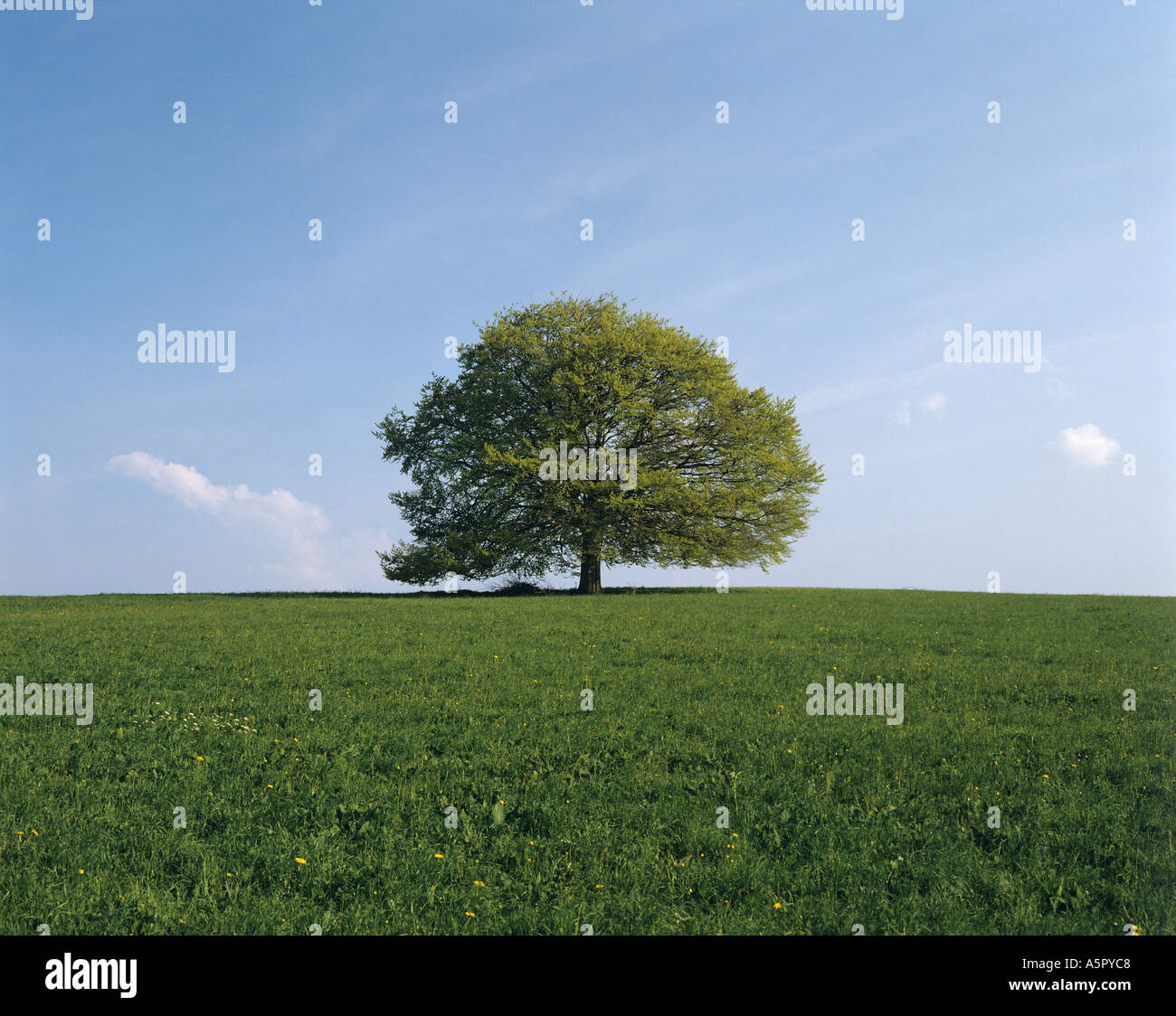 Spring meadow lime tree hi-res stock photography and images - Alamy