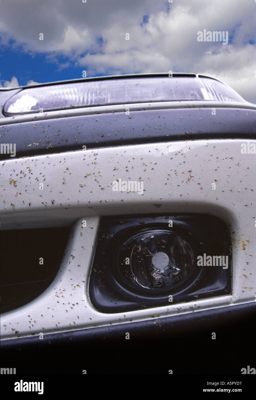Car covered flies hires stock photography and images Alamy