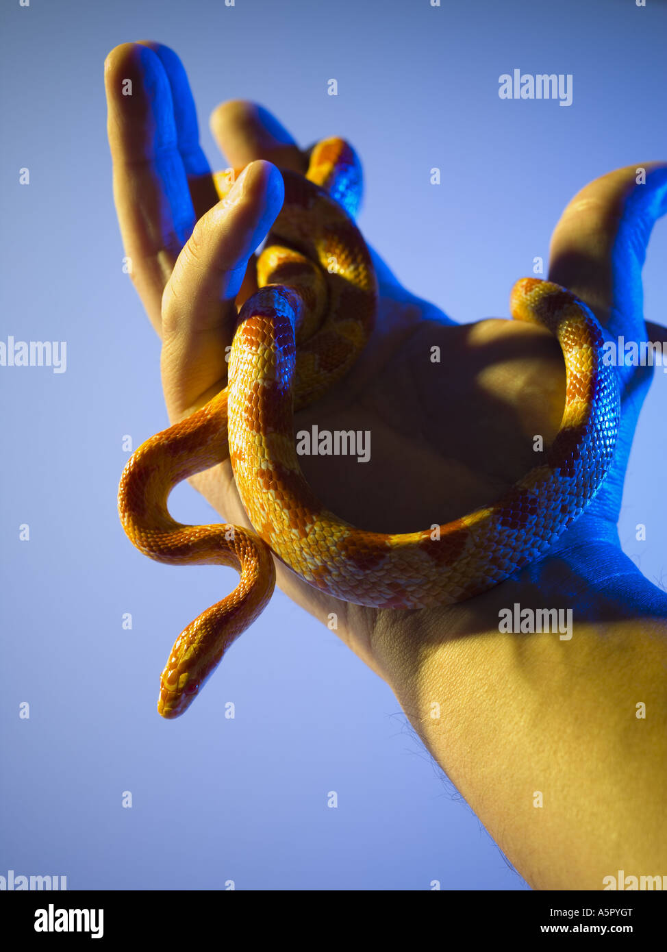 Male hand holding snake Stock Photo Alamy