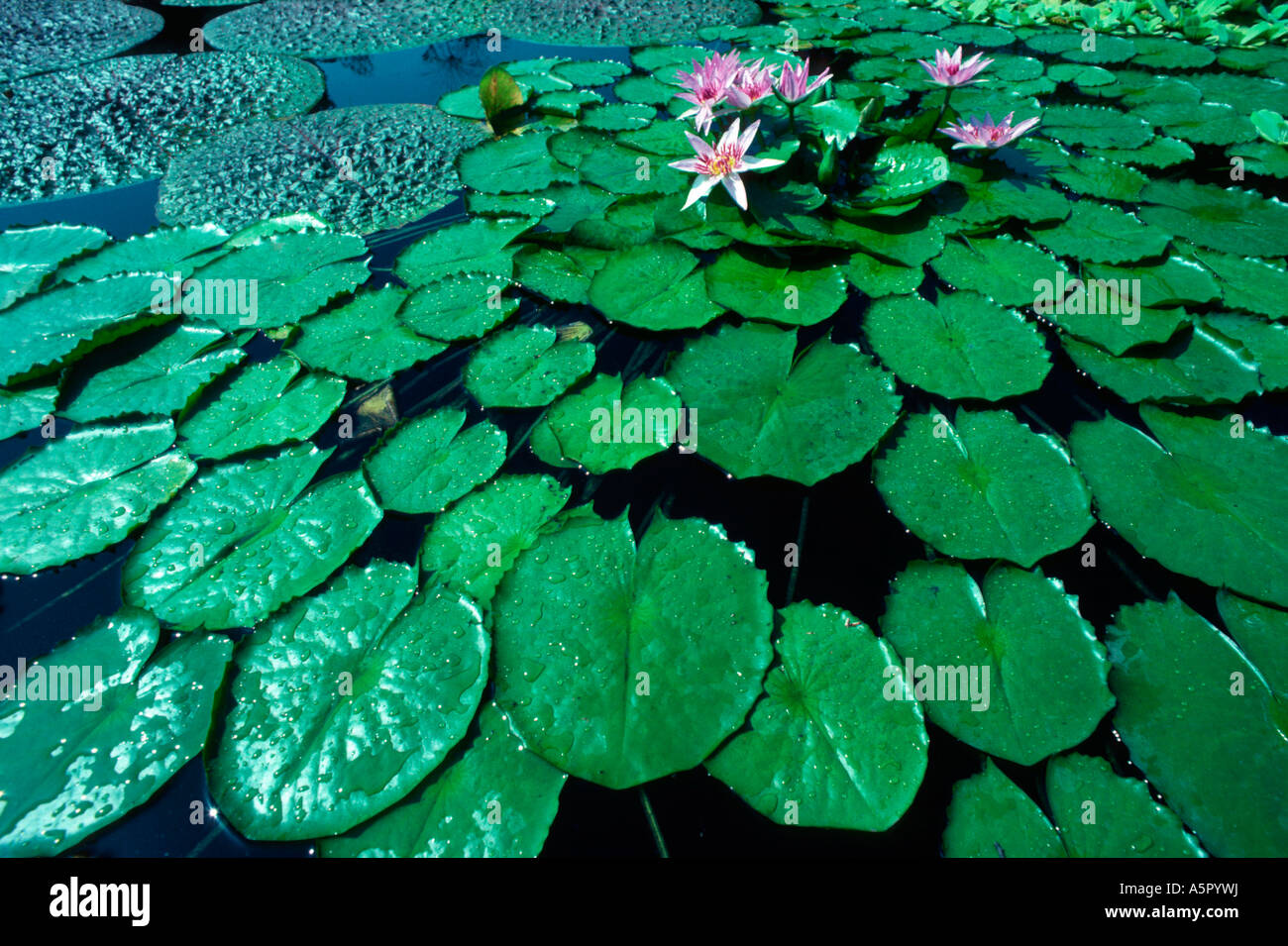 Water Lily Stock Photo - Alamy
