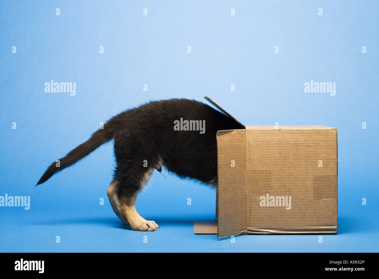 Puppy in cardboard box Stock Photo Alamy