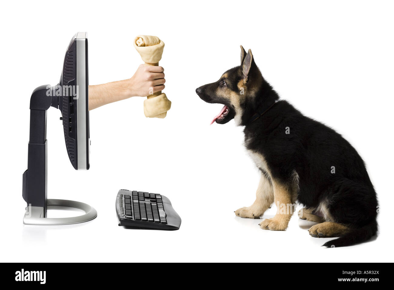 Are Bones Safe For German Shepherd Dog Puppies