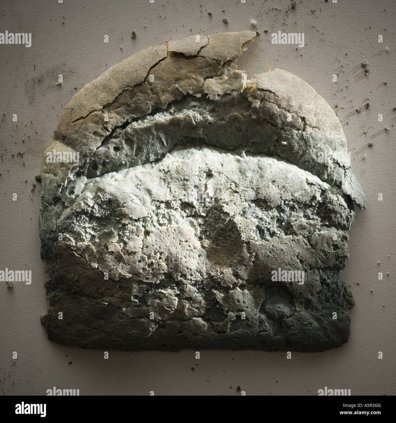 Moldy slice of bread Stock Photo