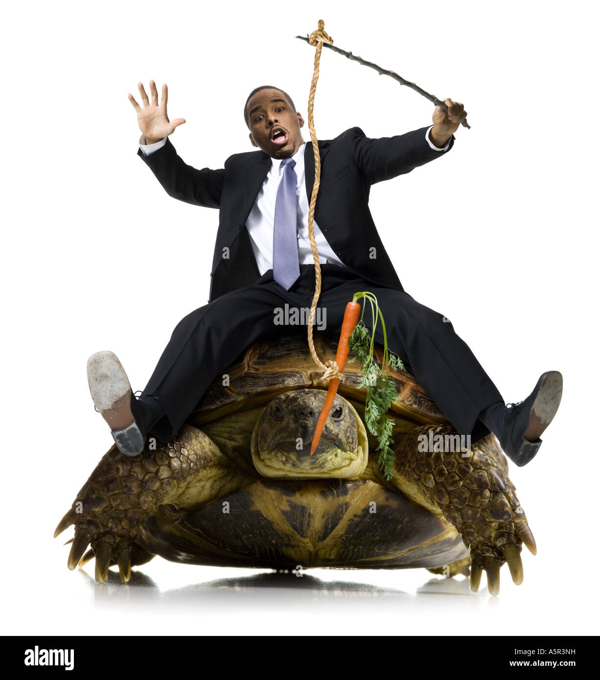 Turtle with stick hi-res stock photography and images - Alamy