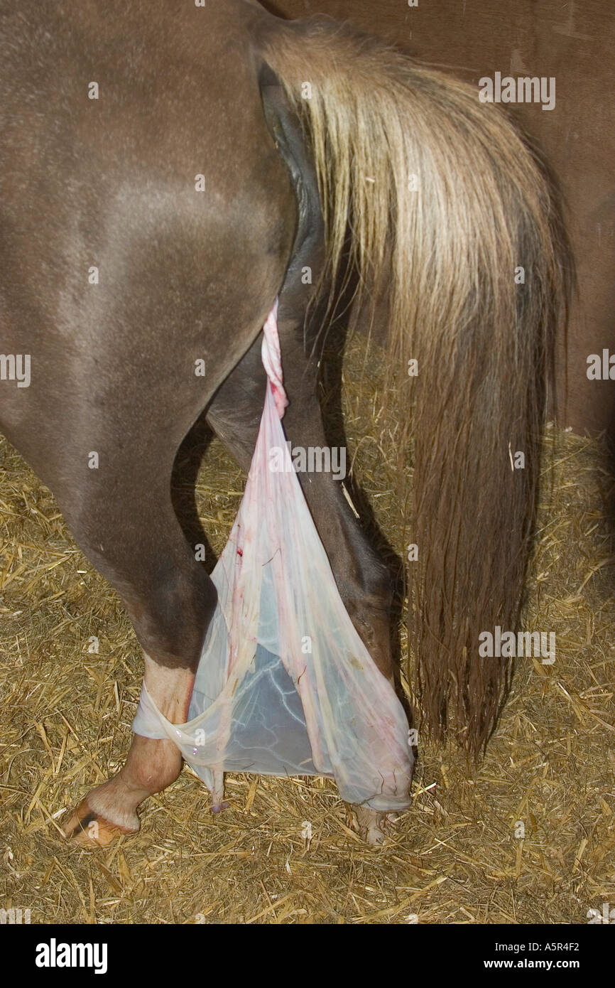 Horse placenta hi-res stock photography and images - Alamy