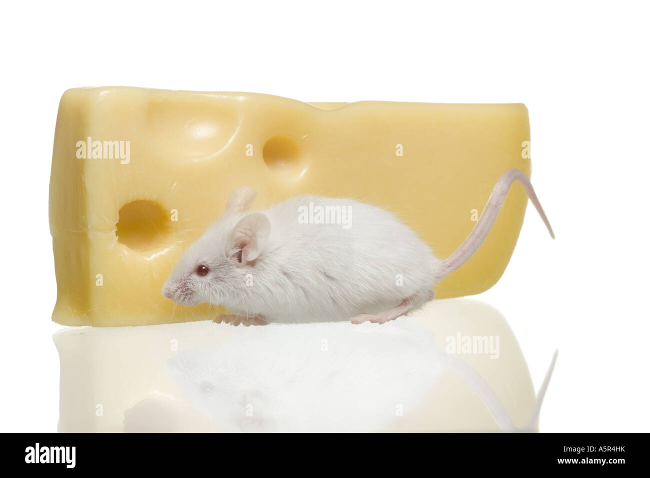 Rat Eating Cheese High Resolution Stock Photography and Images Alamy