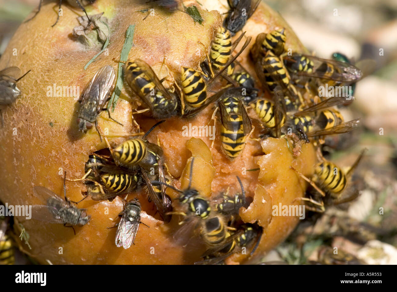 Common Wasps Vespa vulgaris eating apple Stock Photo Alamy