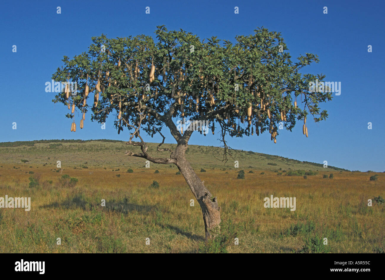 Sausage tree Kigelia africana Stock Photo - Alamy