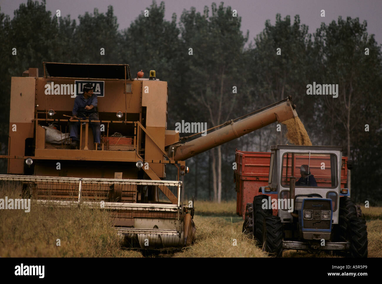 Italian Rice Workers Italian farming industry hi-res stock photography and images - Alamy