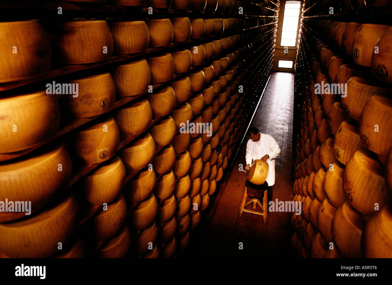 Cheese maker showing cheese wheel at the cheese storage Stock Photo - Alamy