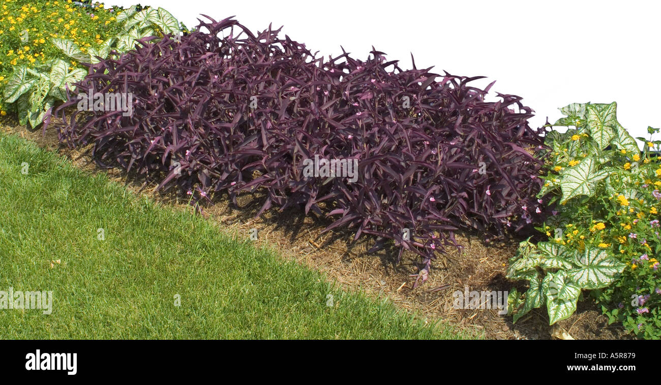 Purple night Alternanthera Stock Photo