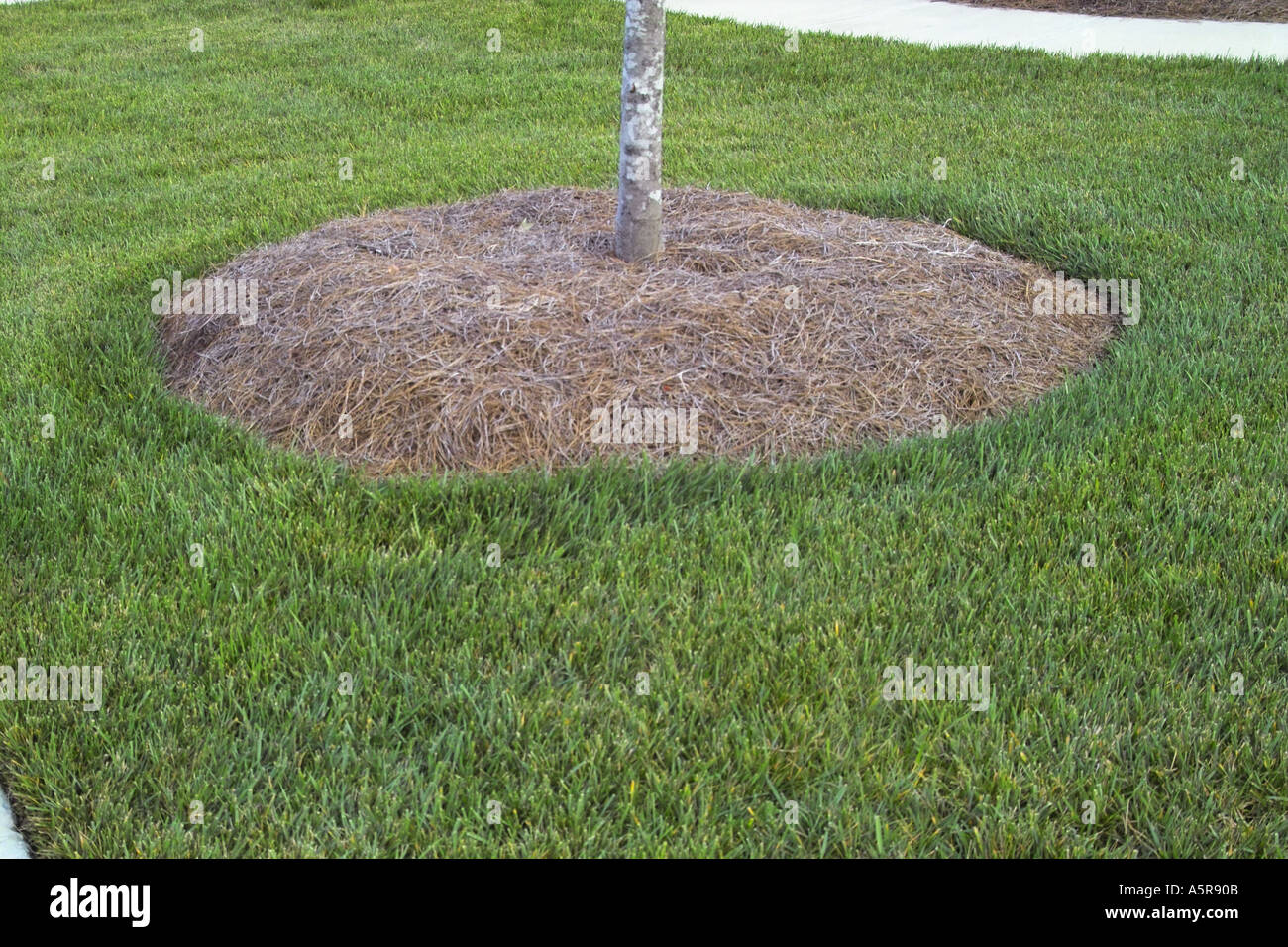 Pine straw landscaping Stock Photo Alamy