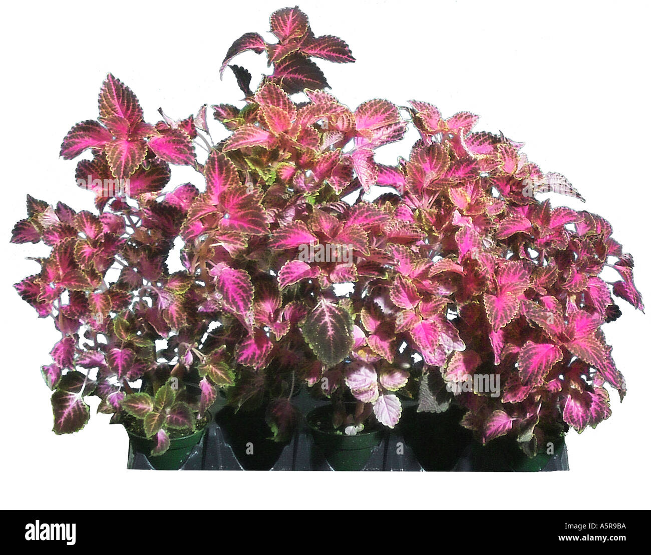 Coleus annuals lamiaceae plant plants Stock Photo Alamy