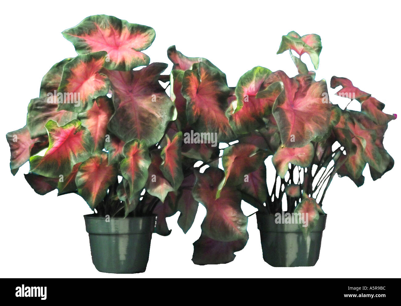 fancy leaf caladium plant perennial Stock Photo