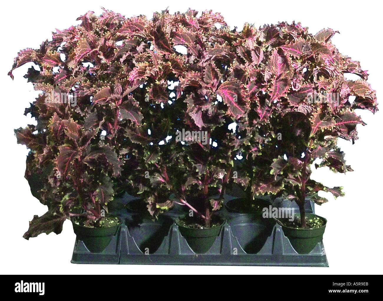 Coleus annuals lamiaceae painted nettle plant plants Stock Photo Alamy