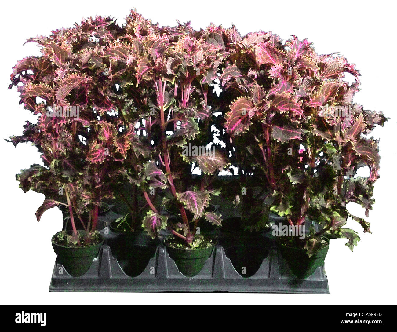 Coleus annuals lamiaceae painted nettle plant plants Stock Photo Alamy