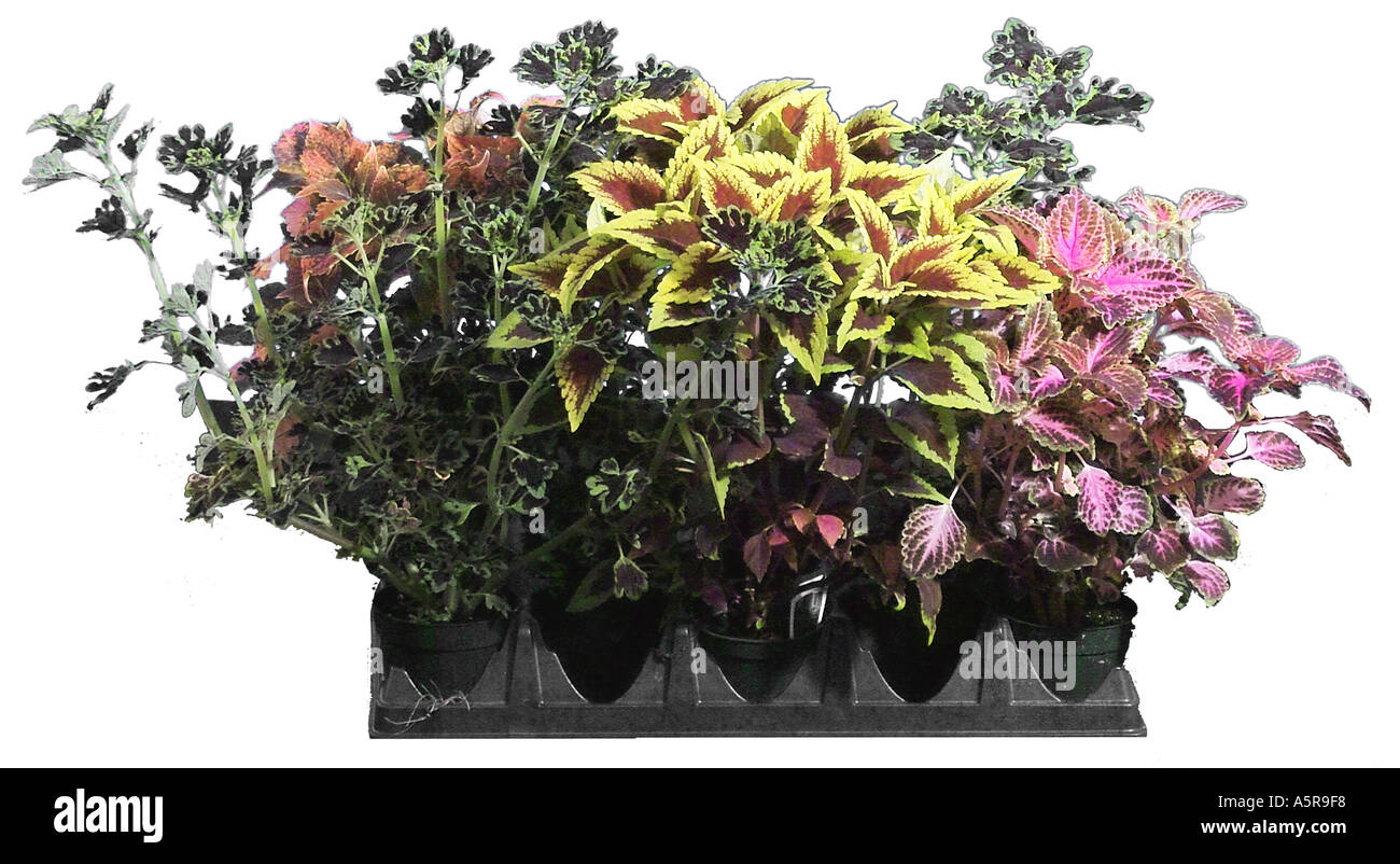 Coleus annuals lamiaceae painted nettle plant plants Stock Photo Alamy