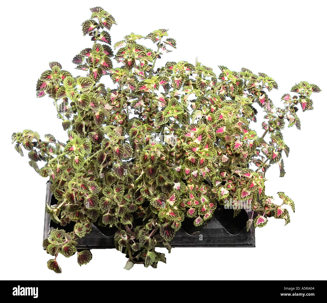 Coleus annuals lamiaceae painted nettle plant plants Stock Photo Alamy