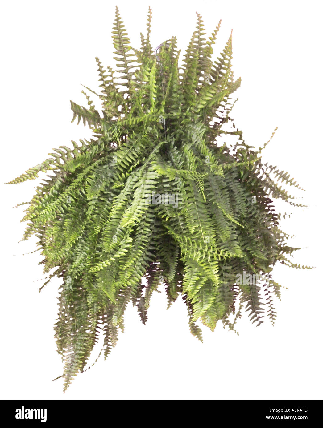 Fancy fern hi-res stock photography and images - Alamy