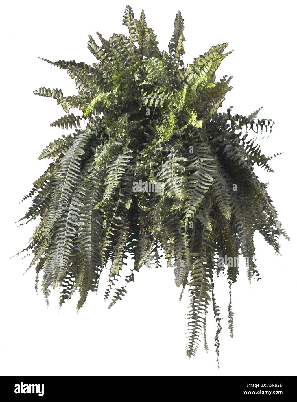 Fancy fern hi-res stock photography and images - Alamy