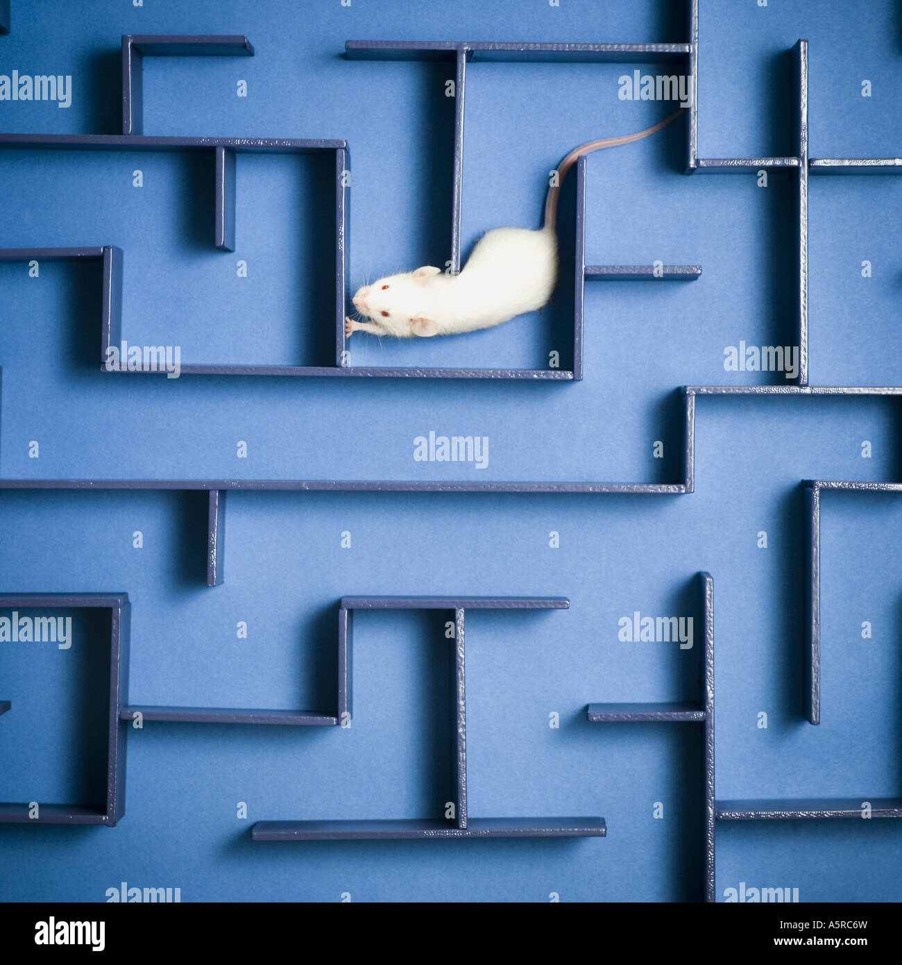 Close up of a mouse in a maze Stock Photo