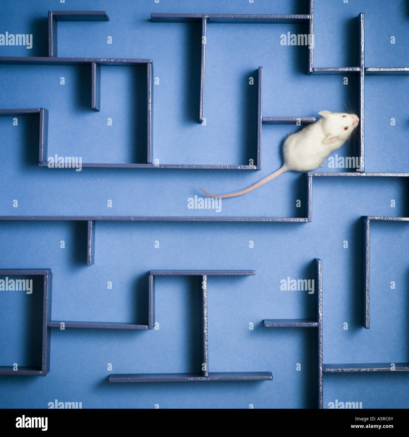 Close Up Of A Mouse In A Maze Stock Photo - Alamy