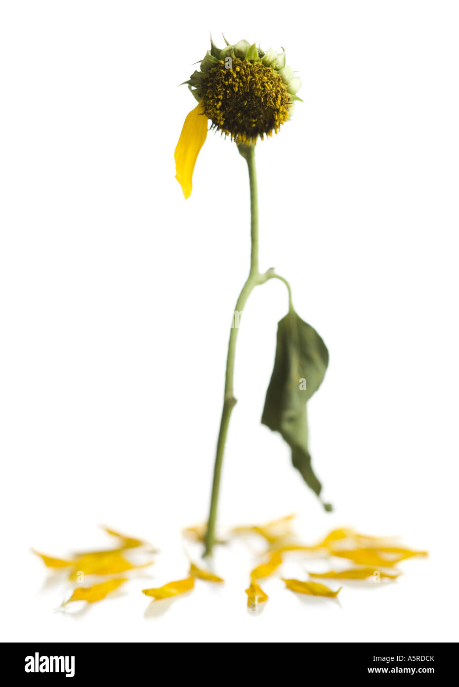 A dying sunflower with one petal left Stock Photo Alamy