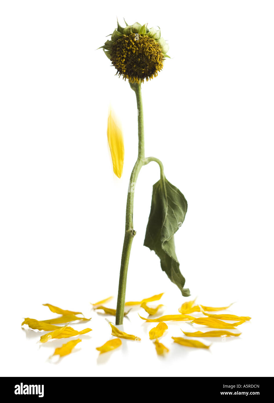 The last petal falling off of a dead sunflower Stock Photo Alamy