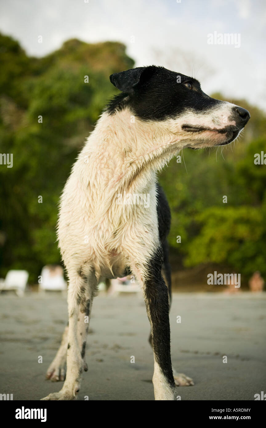 A dog on the beach Stock Photo