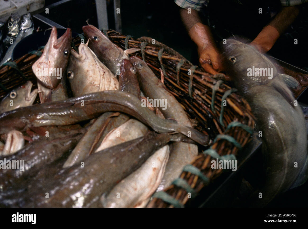 GALICIAN FISHING INDUSTRY, CAPA PERREIRA CRESPO AND CARRAZELAS WASHING THE  FISH AFTER GUTTING ABOARD THE RIO DA BOUZA TRAWLER Stock Photo - Alamy