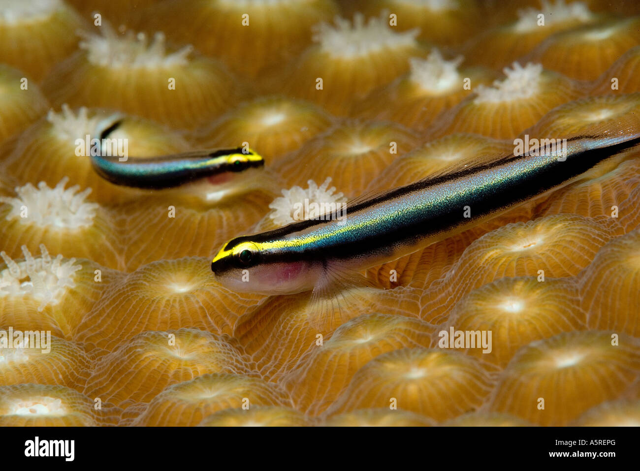 A PAIR OF CLEANING GOBIES GOBIOSOMA GENIE RESTING AMID THE MOUNTAINOUS TERRAIN OF STAR CORAL POLYPS Stock Photo