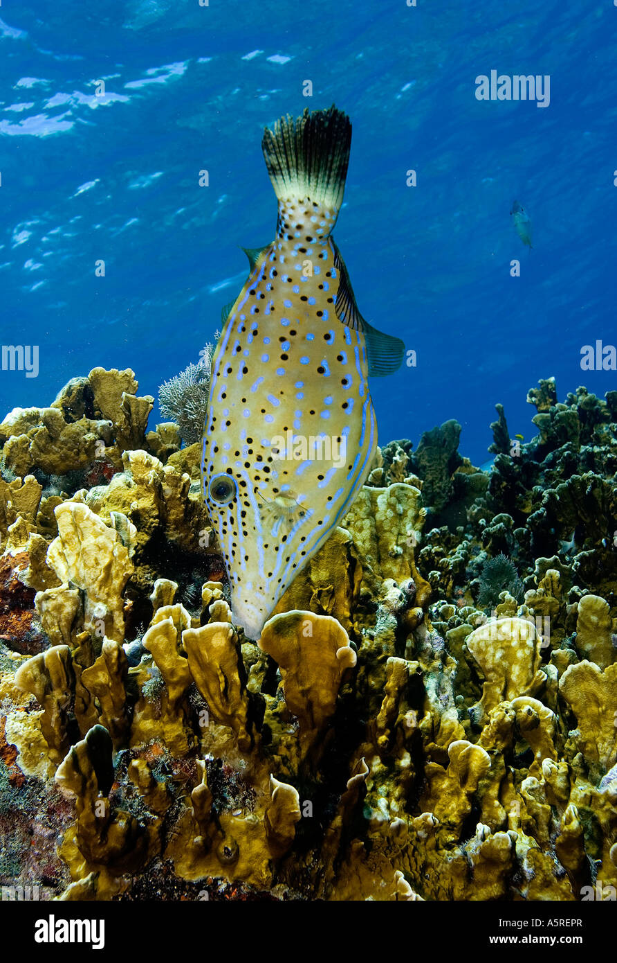 SCRAWLED FILEFISH ALUTERUS SCRIPTUS LOOKS FOR FOOD THE FISH FORAGES WITH ITS MOUTH AMID THE CORAL Stock Photo