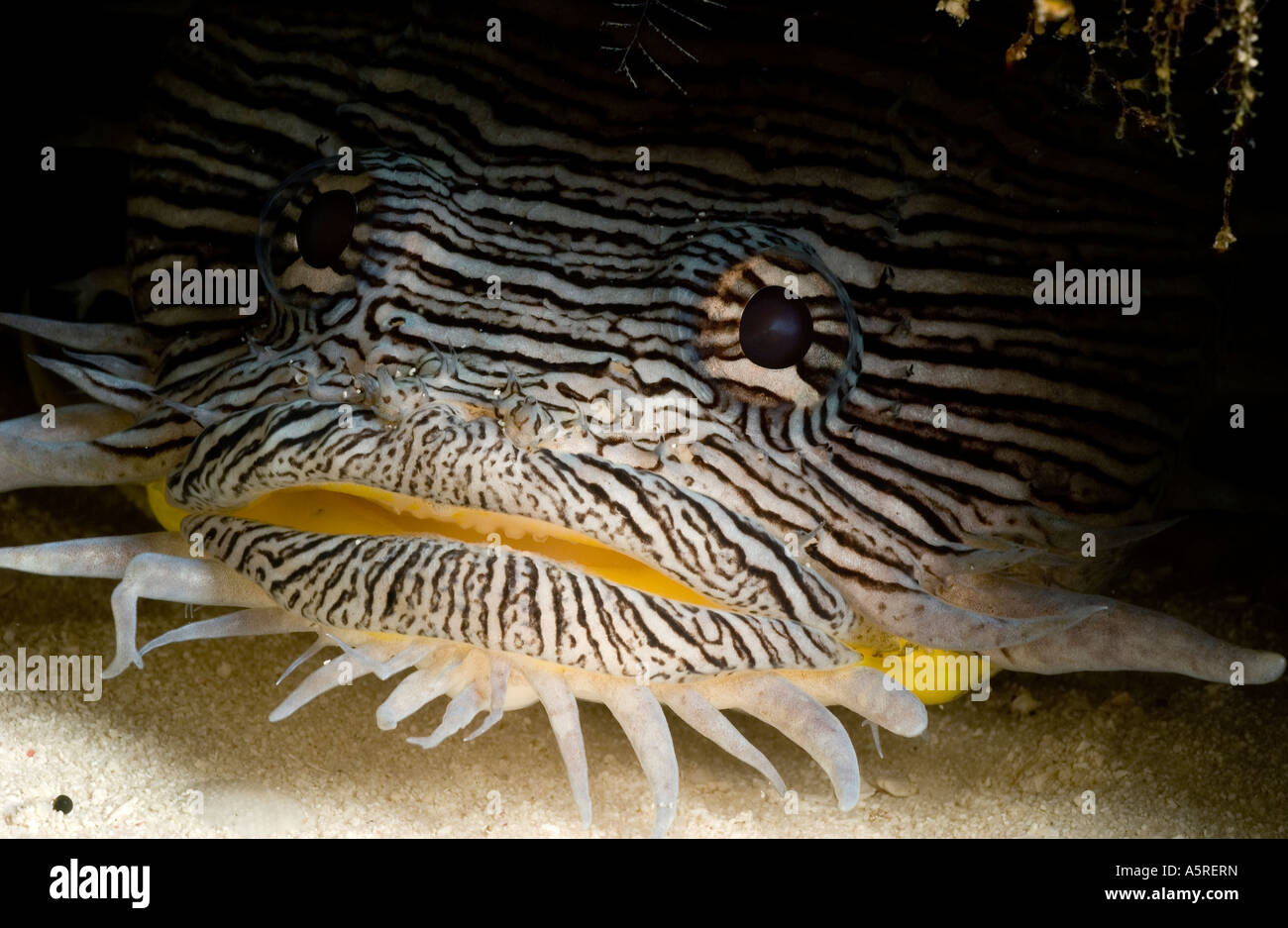 Splendid Toadfish (Sanopus splendidus)