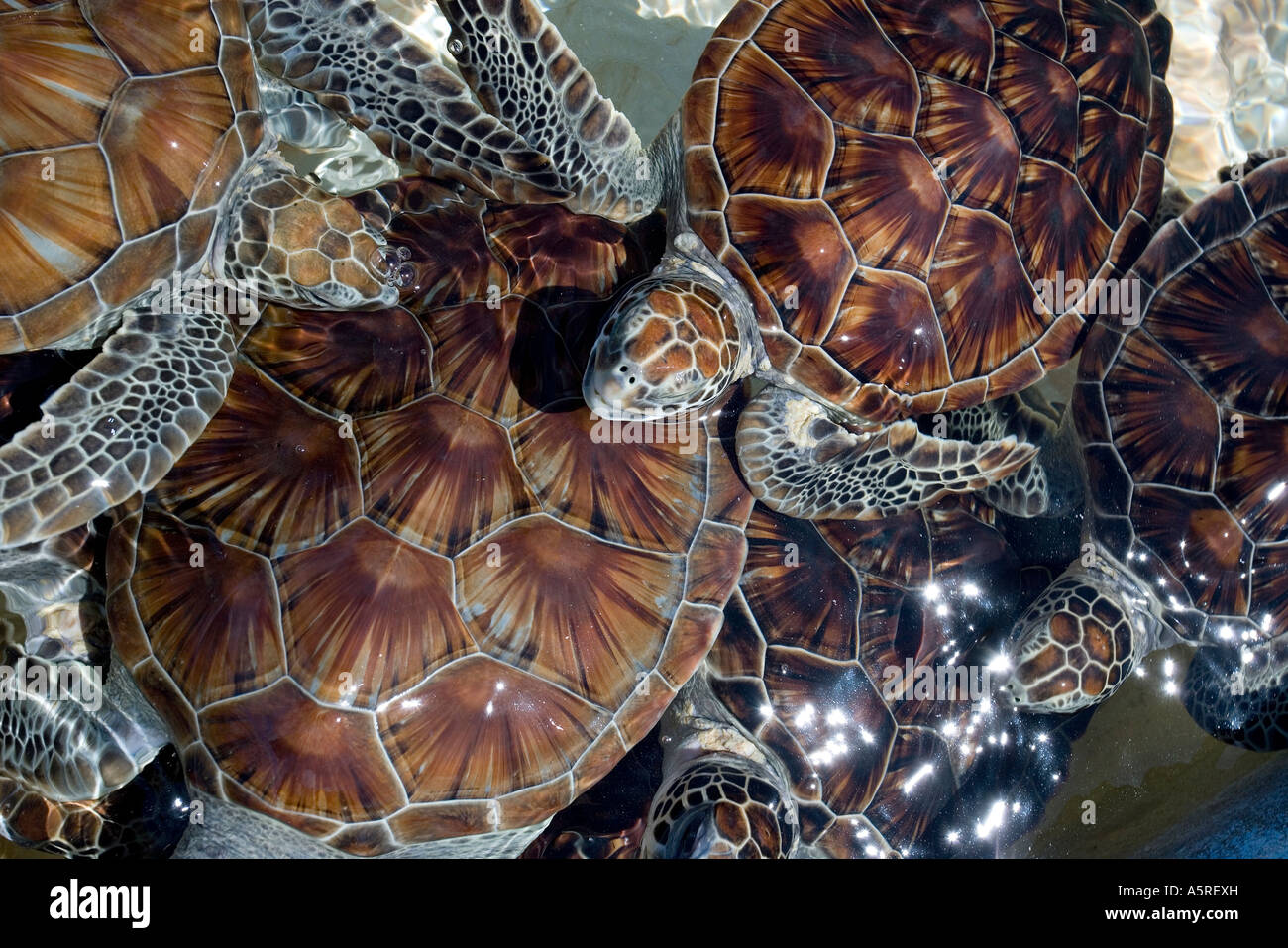 JUVENILE GREEN SEA TURTLES CHELONIA MYDAS AT THE CAYMAN TURTLE FARM