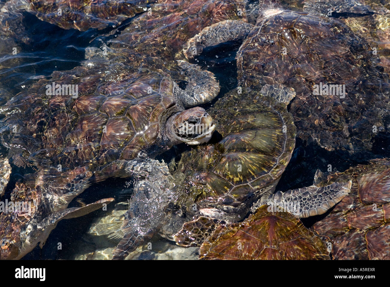 A JUVENILE GREEN SEA TURTLE CHELONIA MYDAS TAKES A BREATH AMID A