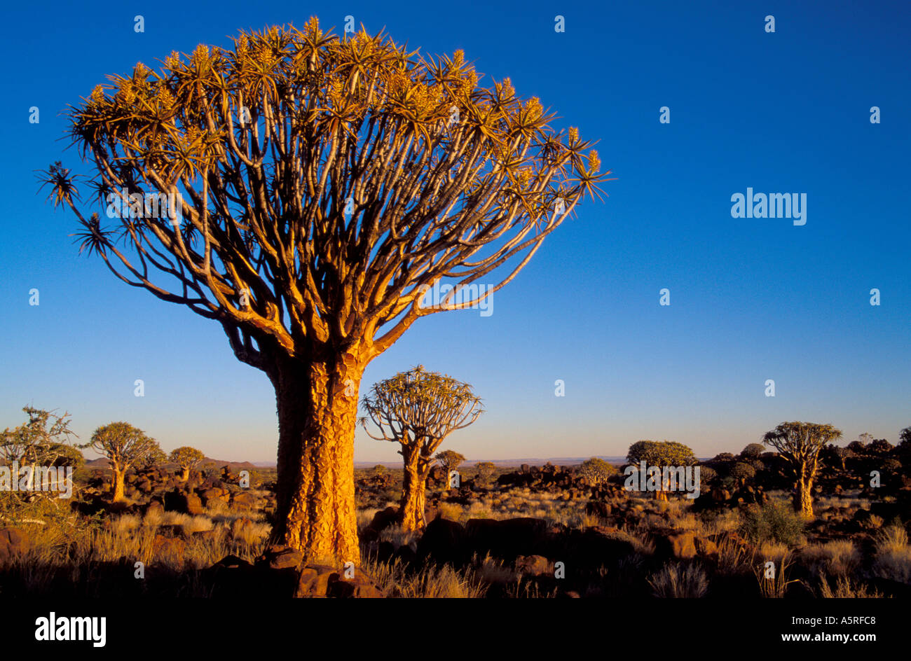 Quiver trees Namibia Africa Stock Photo